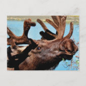 Moose Briefkaart (Voorkant)