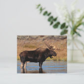 Moose Briefkaart (Staand voorkant)