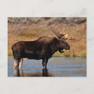 Moose Briefkaart