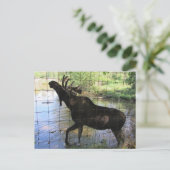 Moose Briefkaart (Staand voorkant)