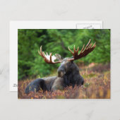 Moose Briefkaart (Voorkant / Achterkant)