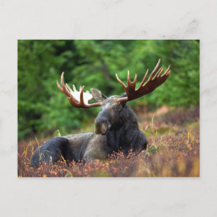 Moose Briefkaart