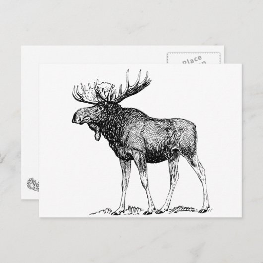 Moose Briefkaart (Voorkant / Achterkant)