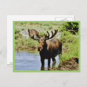 Moose Briefkaart (Voorkant / Achterkant)