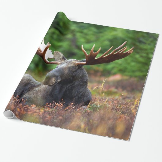 Moose Cadeaupapier (Uitgerold)