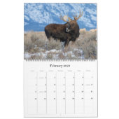Moose Calendar - Groot formaat Kalender (Feb 2026)