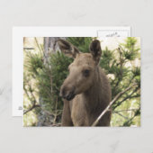 Moose Calf Briefkaart (Voorkant / Achterkant)