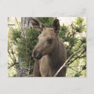 Moose Calf Briefkaart
