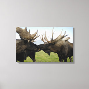 Moose Canvas Afdruk