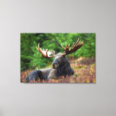 Moose Canvas Afdruk (Voorkant)
