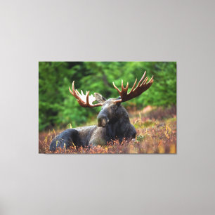 Moose Canvas Afdruk