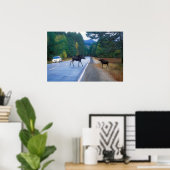 Moose Crossing Kancamagus Poster (Thuiskantoor)
