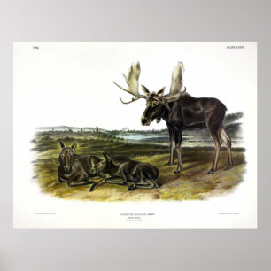 Moose Deer (Moose - Alces alces) van Audubon Poster