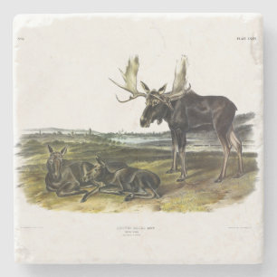 Moose Deer (Moose - Alces alces) van Audubon Stenen Onderzetter
