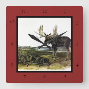 Moose Deer (Moose - Alces alces) van Audubon Vierkante Klok