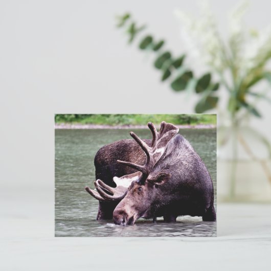 Moose Drink Briefkaart (Staand voorkant)