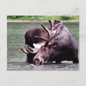 Moose Drink Briefkaart (Voorkant)