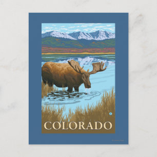 Moose DrinkingColorado Briefkaart