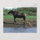 Moose en Calf Briefkaart (Voorkant)