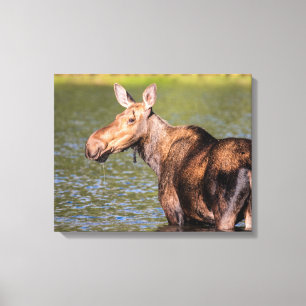 Moose Feeding in Glacier National Park, Montana Canvas Afdruk