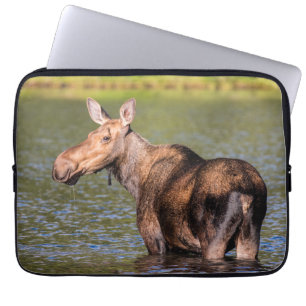 Moose Feeding in Glacier National Park, Montana Laptop Sleeve