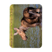 Moose Feeding in Glacier National Park, Montana Magneet (Verticaal)