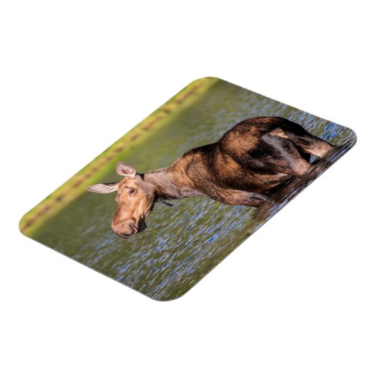 Moose Feeding in Glacier National Park, Montana Magneet (Linkerzijde)