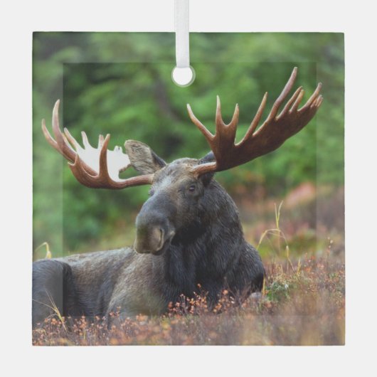 Moose Glas Ornament (Voorkant)