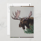 Moose Head Portrait Briefkaart (Voorkant / Achterkant)