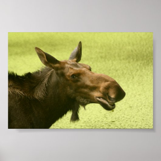 Moose heeft Cake gezegd Poster (Voorkant)