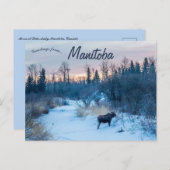 Moose in de winter bij Lake Audy Manitoba Canada Briefkaart (Voorkant / Achterkant)