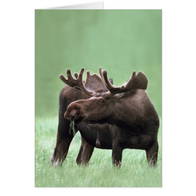 Moose in het Nationaal Park Yellowstone (Voorkant)