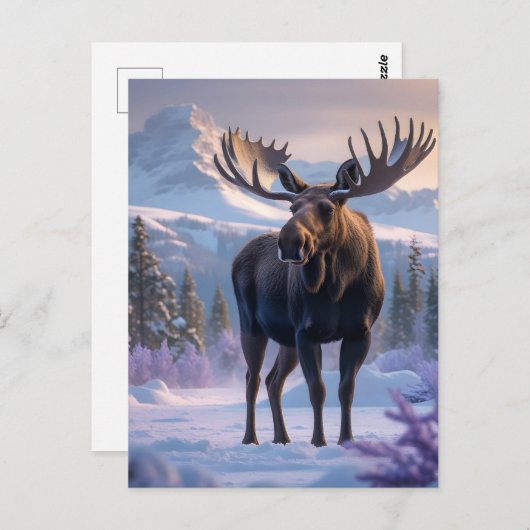 Moose in het sneeuwbos briefkaart (Voorkant / Achterkant)