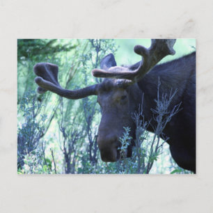 Moose in Jackson Hole, Wyoming Briefkaart
