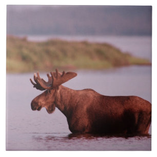 Moose in Lake Tegeltje