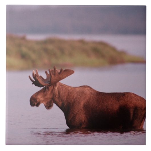Moose in Lake Tegeltje (Voorkant)