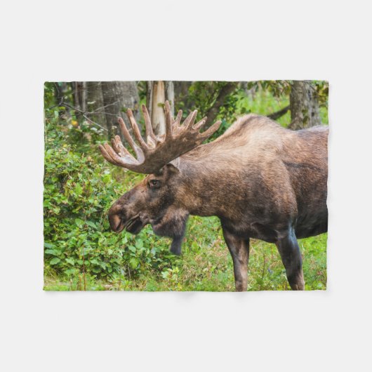 Moose | Keniaans schiereiland, Alaska Fleece Deken (Voorkant (Horizontaal))