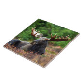 Moose keramische tegels tegeltje (Zijkant)