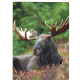 Moose Klembord (Achterkant)