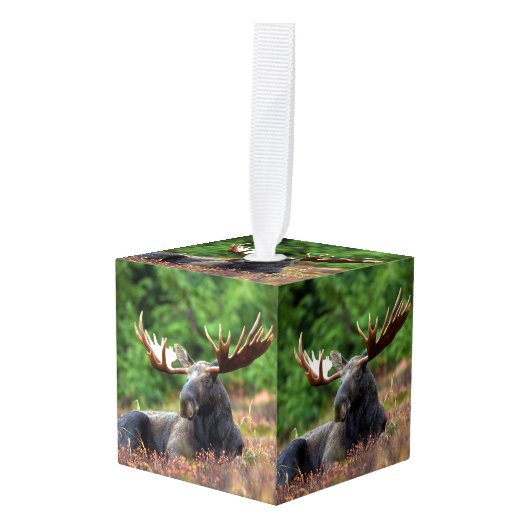 Moose Kubus Ornament (Voorkant hoekig)