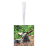 Moose Kubus Ornament (Rechts)