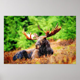 Moose Laying Down Waterverf Painting Wildlife Art Poster