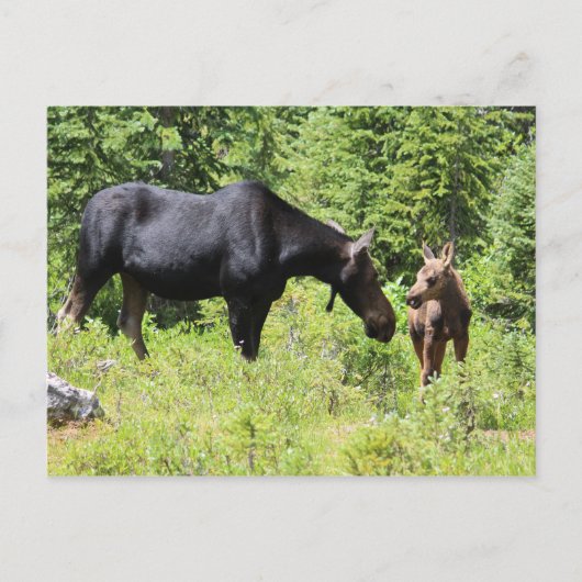 Moose Ma en Calf Briefkaart (Voorkant)