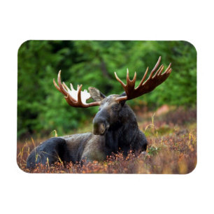 Moose Magneet