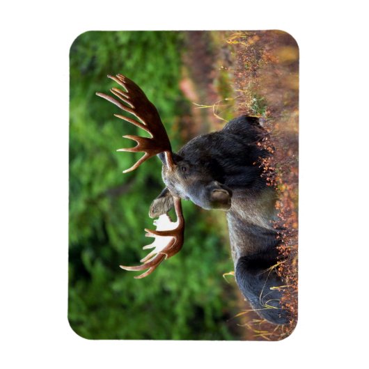 Moose Magneet (Verticaal)