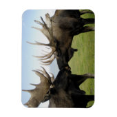 Moose Magneet (Verticaal)
