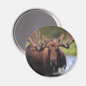 Moose Magneet (Voorkant / Achterkant)