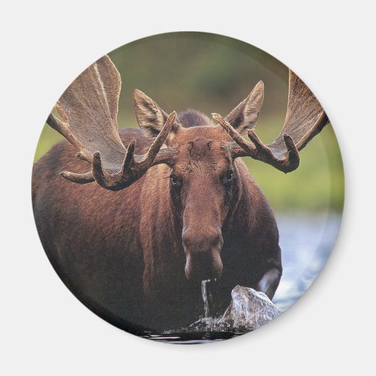 Moose Magneet (Voorkant)