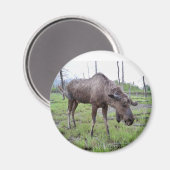 Moose Magnet Magneet (Voorkant / Achterkant)