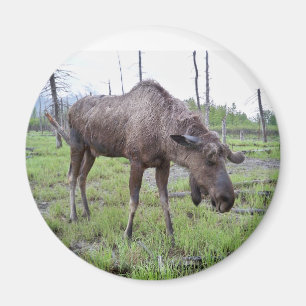 Moose Magnet Magneet